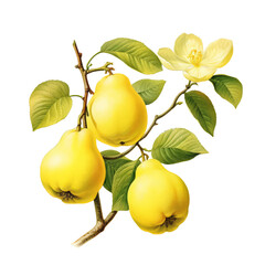 Botanical illustration of quince fruit on a branch, PNG. Generative AI	
