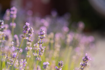 Field of lavender. lavender backdrop or wallpaper