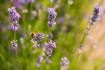 A bee sat on a lavender flower. Field of lavender. background or wallpaper with the image of lavender.