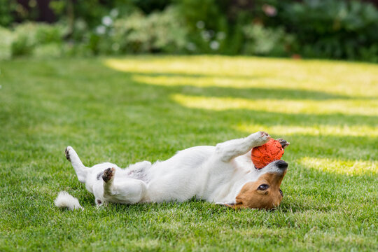 Dog breed jack russell terrier has fun playing on a green meadow with a ball