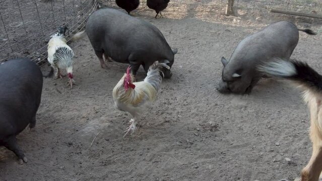 Barnyard animals on a farm.