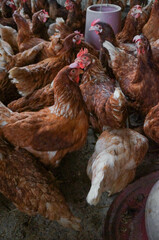 hen and chickens in farm 