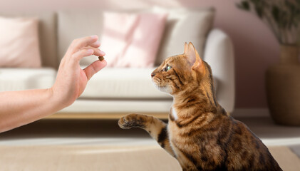 Bengal cat and the owners hand with a treat on the background of the room.
