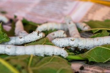 Silkworms eating leaves of mulberry tree, close-up
