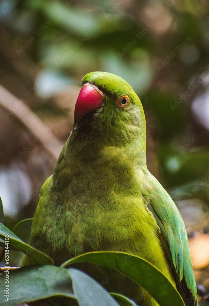 Poster Closeup of green Psittacula krameri parrot isolated in green nature background