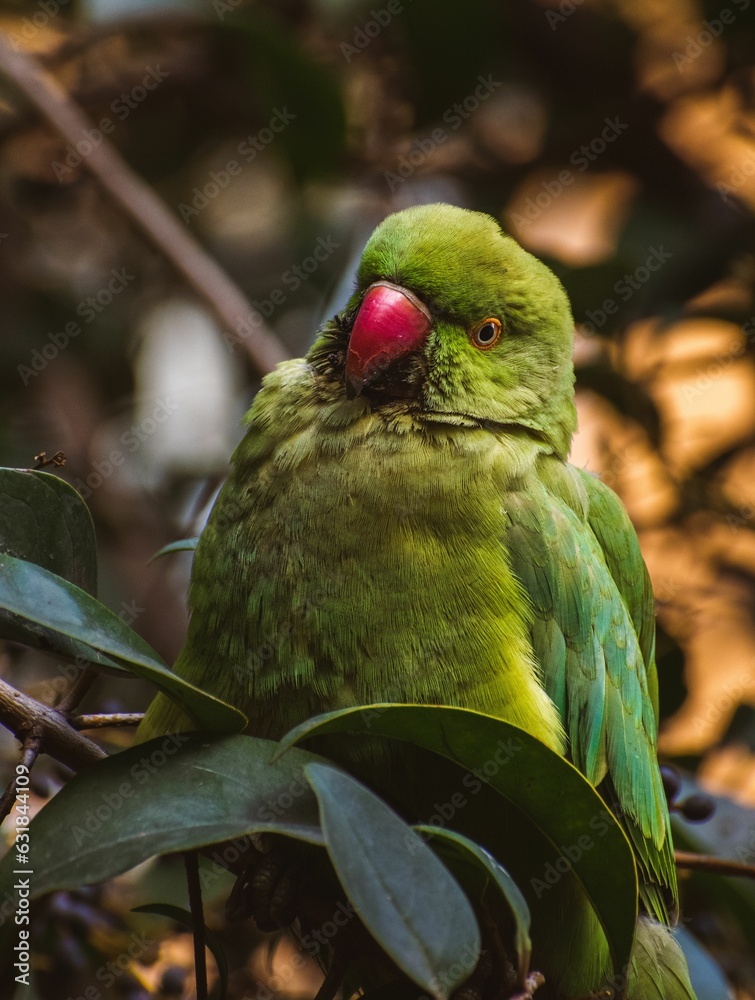 Poster Closeup of green Psittacula krameri parrot isolated in green nature background