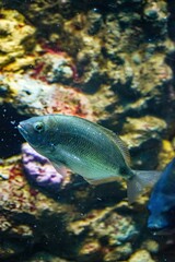 Closeup shot of an annular seabream fish under the water