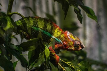 Closeup shot of a panther chameleon © Andrei Alexandru/Wirestock Creators