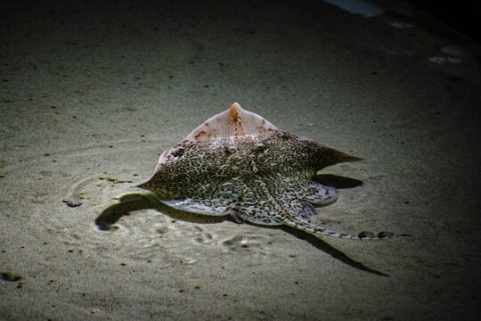 Beautiful shot of a thornback ray under the water