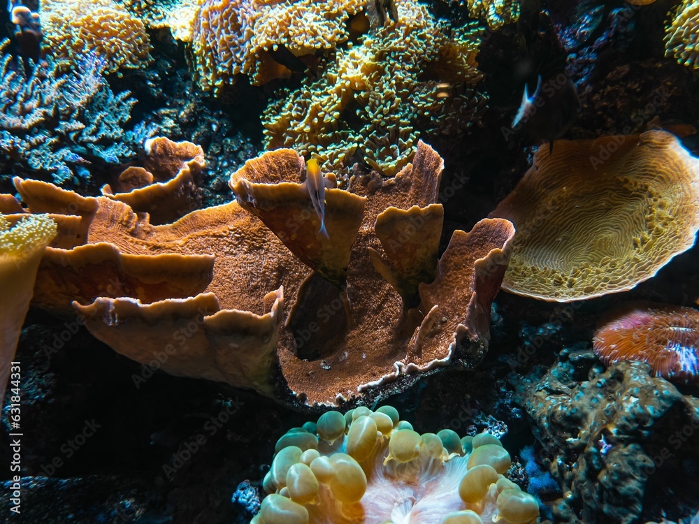 Wall mural exotic fish swimming underwater on background of colorful corals. underwater scene with coral reef