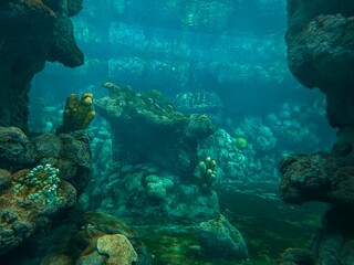 Underwater closeup shot of a beautiful colorful corals in aquarium