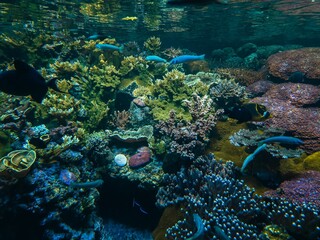 Exotic fish swimming underwater on background of colorful corals. Underwater scene with coral reef