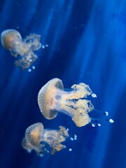 Closeup shot of jellyfishes swimming underwater, illuminated with light on blue background