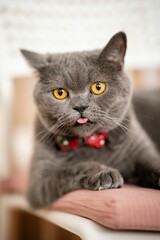 Vertical of a British shorthair cat portrait with a red bow tie