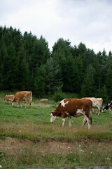 Fototapeta na wymiar Group of cows grazing in the field with fir forest trees in the background