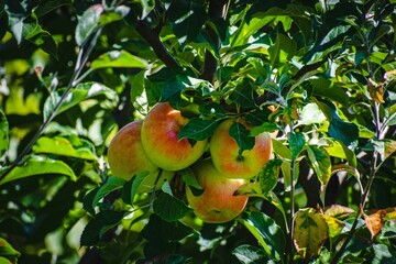 Unripe apples on the green tree