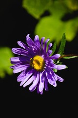 Vertical shot of the bee on the purple aster amellus flower