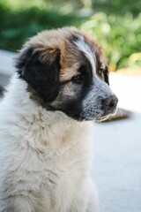 Vertical shot of a sad Moscow Watchdog puppy