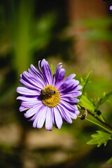 Vertical shot of the bee on the purple aster amellus flower