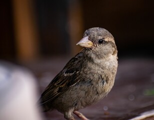 Closeup of sparrow in blurred background