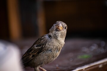 Closeup of sparrow in blurred background