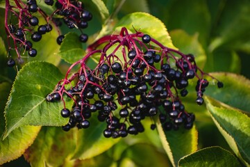 Closeup shot of ripe elderberry plant on a branch.
