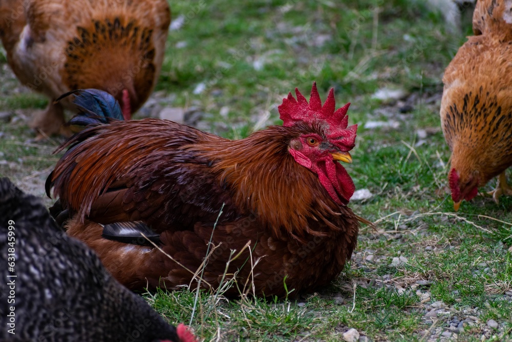 Canvas Prints chubby rooster with colorful plumage sitting on the ground, surrounded by feeding hens