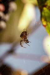 Vertical closeup shot of a European garden spider on a cobweb.