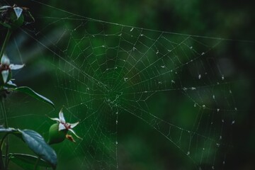 Spider net next to small flowers.
