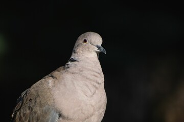 Closeup shot of a Eurasian collared dove against a dark background.