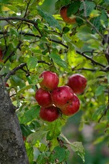 Vertical shot of the ripe apples on the tree