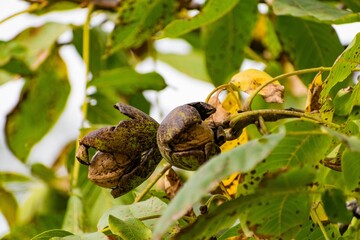 Common walnut fruits on the tree