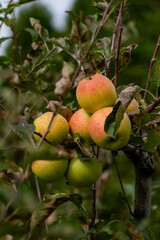 Vertical shot of the unripe apples on the tree