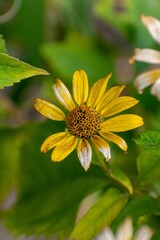 Vertical shot of a yellow viguiera flower