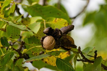 Closeup of a common walnut on the green tree branch