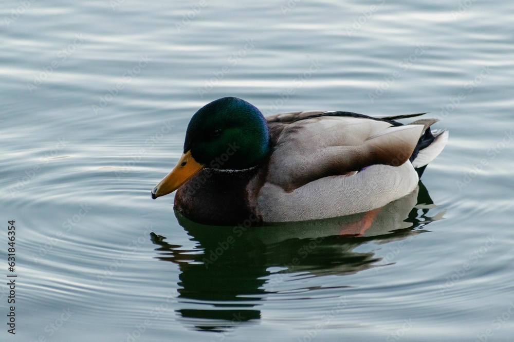 Sticker a beautiful mallard duck on the water