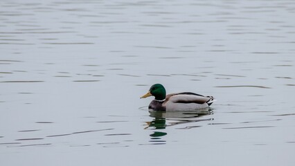 Duck swimming in peaceful pond water