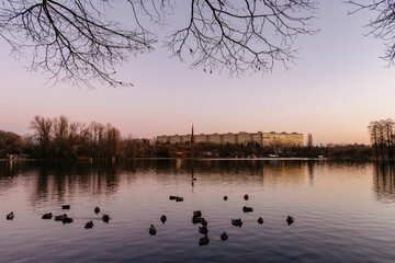 A large lake with ducks and buildings in the background
