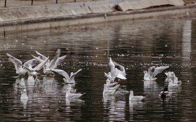 A several birds taking flight from the lake