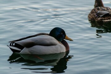 A closeup shot of a duck on a tranquil water