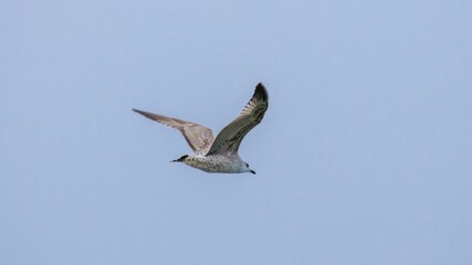 a seagull flies in a clear blue sky at low altitude