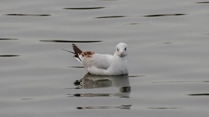 Seagull floating on tranquil water surface