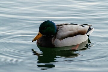 a beautiful Mallard duck on the water