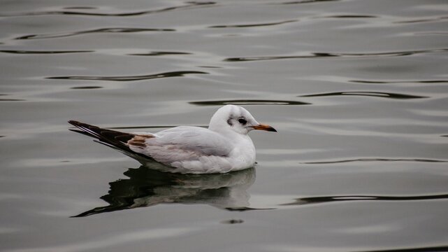 Small seagull sitting on tranquil water surface