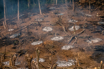Practice slash-and-burn as a technique to provide land by cutting down forest vegetation and...