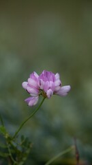 Fototapeta premium Hare clover (Vyazel, Securigera varia, Coronilla varia) on a lush green background