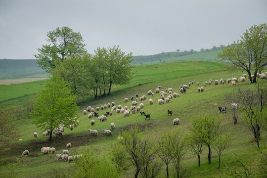 Herd of sheep grazing on the side of a green hillside - Powered by Adobe
