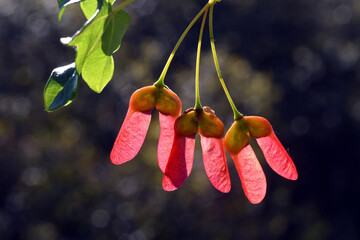 Leaves and fruits of the Montpellier maple (Acer monspessulanum)