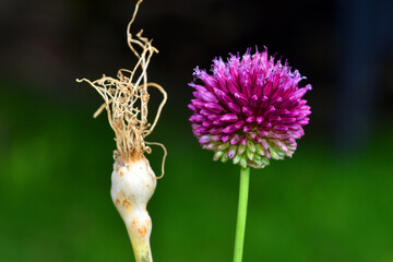 Detail of the inflorescence and bulb of an edible wild garlic (Allium sphaerocephalon)