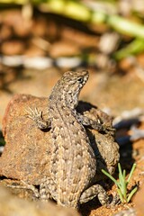 Close-up shot of a quick lizard perched on a rock in a sandy desert environment